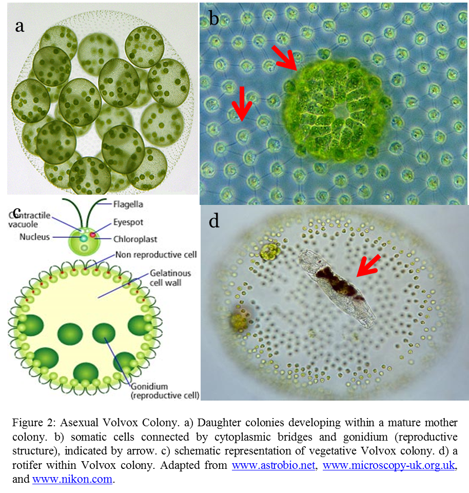 taxo4254 Volvox cateri (F. Stein 1873)